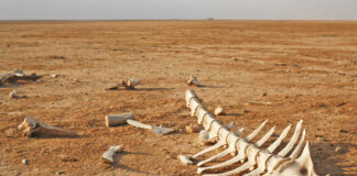 “Şu anda yaklaşık 1 milyon hayvan ve bitki türü yok olma tehlikesiyle karşı karşıya!”