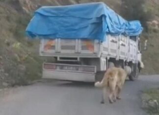 Kirli Vicdan…! Köpeği Kamyonun Arkasına Bağlayıp Sürükledi!