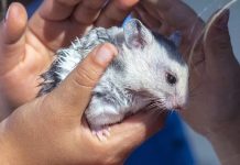 Uzmanlar uyarıdı: maymun çiçeği virüsü hayvanlara yayılabilir, enfekte olanlar 21 gün evcil hayvanlar ile temas kurmasın!