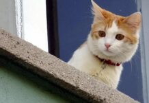 Kedinizi tanıyor musunuz? Her hareketinin altında bir neden yatıyor. İşte, kedi tanıma rehberi…