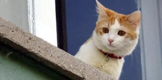 Kedinizi tanıyor musunuz? Her hareketinin altında bir neden yatıyor. İşte, kedi tanıma rehberi…