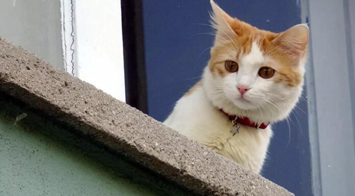 Kedinizi tanıyor musunuz? Her hareketinin altında bir neden yatıyor. İşte, kedi tanıma rehberi…