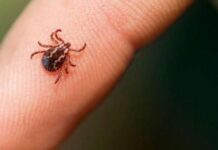 Havalar ısındı Çorum’da ortaya çıktı. Kırım Kongo Kanamalı Ateşi nedeniyle bir kişi hayatını kaybetti!