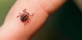 Havalar ısındı Çorum’da ortaya çıktı. Kırım Kongo Kanamalı Ateşi nedeniyle bir kişi hayatını kaybetti!