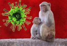 İstanbul’daki vaka Maymun Çiçeği mi?