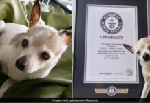 22 yaşındaki Fox terrier Pebbles, dünyanın en yaşlı köpeği olarak ‘taç’ giydi