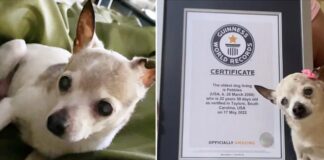 22 yaşındaki Fox terrier Pebbles, dünyanın en yaşlı köpeği olarak ‘taç’ giydi