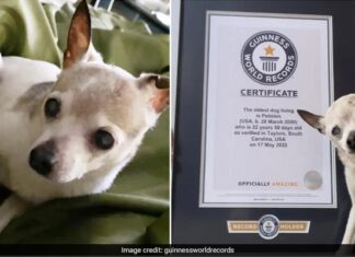 22 yaşındaki Fox terrier Pebbles, dünyanın en yaşlı köpeği olarak ‘taç’ giydi