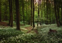 İzmir’de 26 ormanlık alana girişler yasaklanıyor