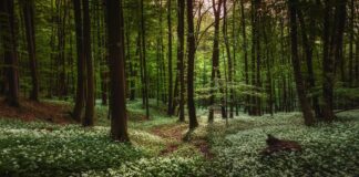 İzmir’de 26 ormanlık alana girişler yasaklanıyor