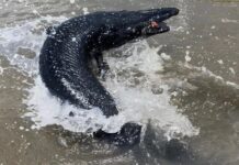 Balıkçı ağına bu defa balık değil 5 metre boyunda siyah Timsah takıldı!