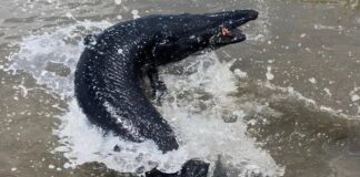Balıkçı ağına bu defa balık değil 5 metre boyunda siyah Timsah takıldı!