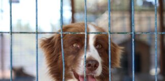 Tatil için Bodrum’a gidenler, dönüşte, evcil hayvanlarını ilçeye terk ediyor!