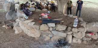 Çobanları yıldırım kahvaltı yapmak için seçtikleri ağacın altında yakaladı; 1’i ağır 6 yaralı!