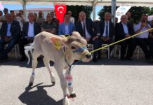 Sempatik serseri,Cesur, Oyunbozan ve Çapkın… Bunlar ‘Buzağı Güzellik Yarışması’ nın adayları!