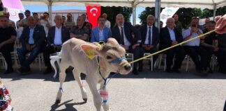 Sempatik serseri,Cesur, Oyunbozan ve Çapkın… Bunlar ‘Buzağı Güzellik Yarışması’ nın adayları!