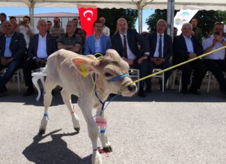 Sempatik serseri,Cesur, Oyunbozan ve Çapkın… Bunlar ‘Buzağı Güzellik Yarışması’ nın adayları!