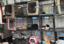 ABD, Güney Carolina hayvan kurtarma CEO’sunun evinde 30 ölü köpek ve kedi bulundu