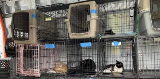 ABD, Güney Carolina hayvan kurtarma CEO’sunun evinde 30 ölü köpek ve kedi bulundu