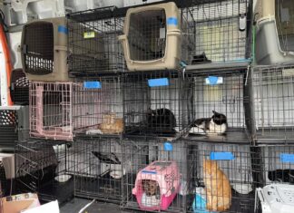 ABD, Güney Carolina hayvan kurtarma CEO’sunun evinde 30 ölü köpek ve kedi bulundu