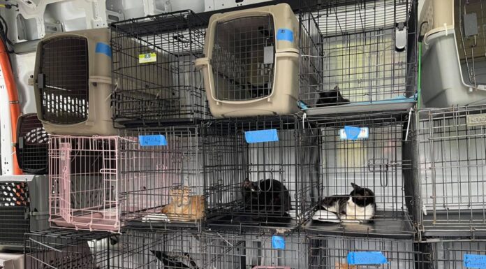 ABD, Güney Carolina hayvan kurtarma CEO’sunun evinde 30 ölü köpek ve kedi bulundu