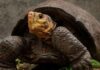 ‘Fernanda (Galapagos)’ 100 yıl sonra ortaya çıktı. Meğer nesli tükenmemiş!
