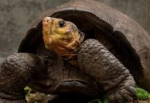 ‘Fernanda (Galapagos)’ 100 yıl sonra ortaya çıktı. Meğer nesli tükenmemiş!