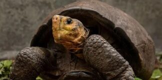 ‘Fernanda (Galapagos)’ 100 yıl sonra ortaya çıktı. Meğer nesli tükenmemiş!