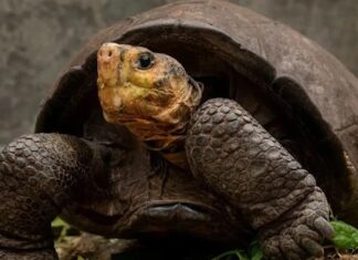 ‘Fernanda (Galapagos)’ 100 yıl sonra ortaya çıktı. Meğer nesli tükenmemiş!