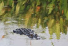 Bahçesine ‘izinsiz’ giren timsahı, tavayla ‘döğe döğe’ kaçırdı!
