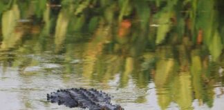 Bahçesine ‘izinsiz’ giren timsahı, tavayla ‘döğe döğe’ kaçırdı!
