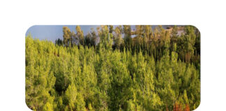 ‘BİR YANGININ KÜLÜYÜM!’