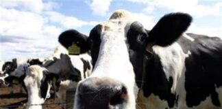 Artık yellenme de parayla; Yeni Zelanda koyun ve sığırların ‘yellenmesi’ nden vergi alacak!