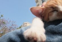 Büyükada’da ‘kedi koronavirüsü (FIP)’ nedeniyle 4 ayda yüzlerce kedi öldü!