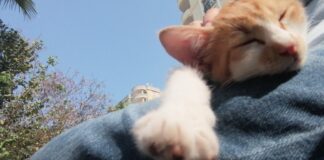 Büyükada’da ‘kedi koronavirüsü (FIP)’ nedeniyle 4 ayda yüzlerce kedi öldü!