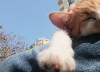Büyükada’da ‘kedi koronavirüsü (FIP)’ nedeniyle 4 ayda yüzlerce kedi öldü!