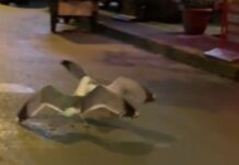 İki martı birbirine girdi, insanlar bile ayıramadı!