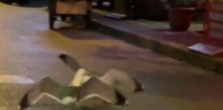 İki martı birbirine girdi, insanlar bile ayıramadı!