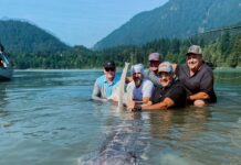 Balıkların Babası: Dünyanın En Büyük Tatlı Su Balığı, Kamboçya’nın Mekong Nehri’nde Yakalandı