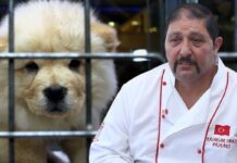 Petshoplar, Kasaplar Odası’na bağlandı; Başkan, ‘Konu yanlış anlaşıldı’ dedi.
