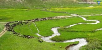 Aşiretler arası arazi kavgasında 4 ölü!