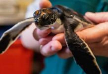 KÜÇÜK BİR KAPLUMBAĞANIN ‘HİKAYESİ’ VE BÜYÜK BİR TABİAT DERSİ!