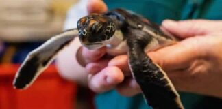 KÜÇÜK BİR KAPLUMBAĞANIN ‘HİKAYESİ’ VE BÜYÜK BİR TABİAT DERSİ!