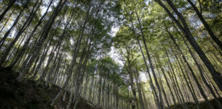 Bursa’da ormanlara giriş çıkışlar ve ateşli piknik yapılması yasaklandı