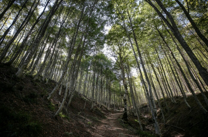 434515-5f8ff20f24f6a