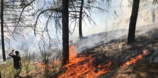 Edirne’de orman yangını!