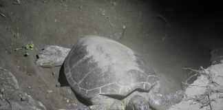 Deniz kaplumbağaları bini aşkın yuvalarından sahile yürüyüp yumurtalarını bırakıyor