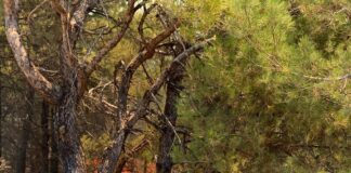 Datça’da orman yangını!