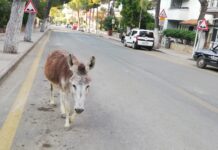 Evden kaçan eşek, hiç bir şeye aldırış etmeden Kenti doyasıya gezdi!