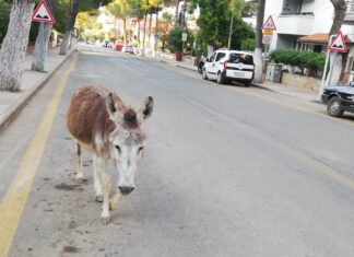 Evden kaçan eşek, hiç bir şeye aldırış etmeden Kenti doyasıya gezdi!